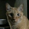 くろえ's profile picture