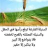 Profilbild von Abu Shihab Al-Din