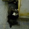 Wenchi profil fotoğrafı