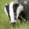 Фото профиля BrainyBadger