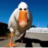 Profilbild von silly goose