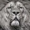 Iran boy's profile picture