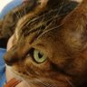 らうらう profil fotoğrafı