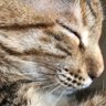 Фото профиля Catlover