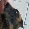 Profilbild von Marquito