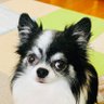 sumi☆mutta's profile picture