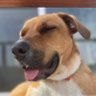 AA ron's profile picture