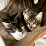 保護猫あんずんだ(飼い主：ヅカヲタ兼新米ママ) profil fotoğrafı
