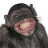 chimp profil fotoğrafı