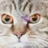 Juju Choobacca's profile picture