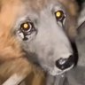 Dog of War's profile picture