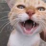 💜鉄腕アトム🍣 profil fotoğrafı