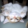 ねこのこばん profil fotoğrafı