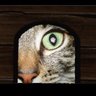 Profilbild von FuriousFeline