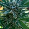 Dankdog420420's profile picture