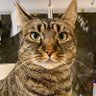 Mottzilla profil fotoğrafı