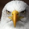 FLY EAGLES FLY profil fotoğrafı