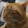 Profilbild von kerploshh