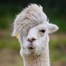 Why Not JavaScript profil fotoğrafı