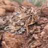 Phrynosoma cornutum profil fotoğrafı