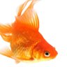 Sir fish's profile picture