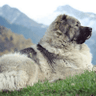 Caucasian Shepherd's profile picture
