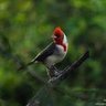 Фото профиля cardenal