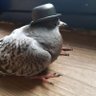 Motivated Pigeon. profil fotoğrafı