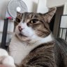 Fakey McFakerson profil fotoğrafı