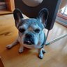 hera_juno's profile picture