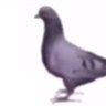 Chris Rainbird's profile picture
