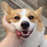 Switch's profile picture
