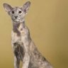 Gigi's profile picture