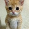 Profilbild von kedi