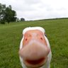 Фото профиля خانوم گوس