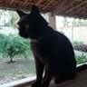 Malazartes's profile picture