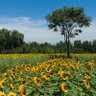 🇦🇺Nock🇺🇦 profil fotoğrafı