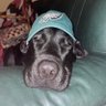 LP Brousseau's profile picture