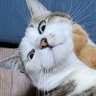 くわっぱ's profile picture