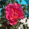 Desert Rose profil fotoğrafı