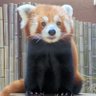 たぬき🦝☻2y💛 的头像