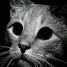 Котт's profile picture