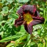 Фото профиля Plantlover