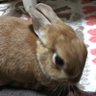 もも profil fotoğrafı