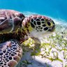 Фото профиля TurtleMarino302🇵🇭🇻🇦