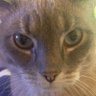 leo no dicaprio's profile picture