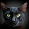 Cavallcante ⭐️'s profile picture