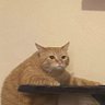 gong's profile picture