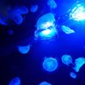 ばに 的头像