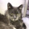 Profilbild von Cattoire Christine